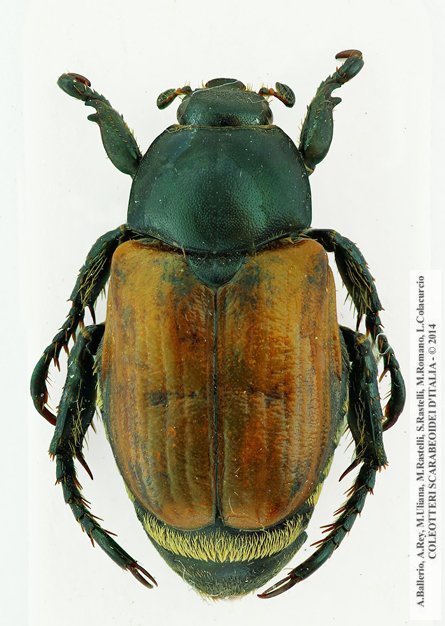 Anisoplia flavipennis, maschio